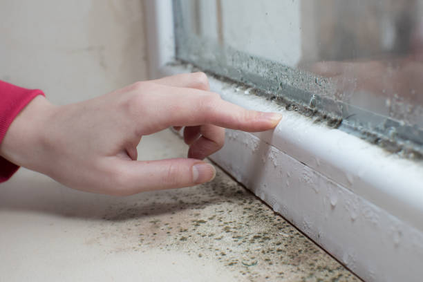 Best HVAC Mold Inspection and Cleaning  in South Hill, NY