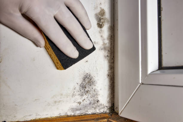 Best Post-Construction Mold Inspection  in South Hill, NY
